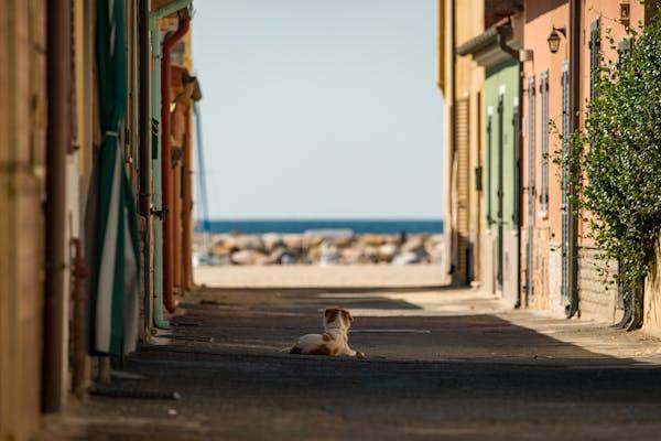 Se remettre du départ de son animal de compagnie par l'outil le plus efficace : l'hypnothérapie à Aix en provence